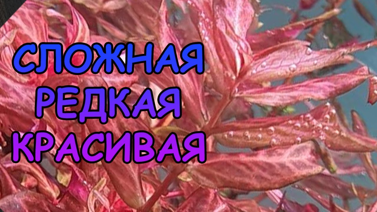 РОТАЛА МАКРАНДРА ВАРИЕГАТНАЯ. Rotala macrandra variegated.  СЕКРЕТЫ СОДЕРЖАНИЯ В АКВАРИУМЕ