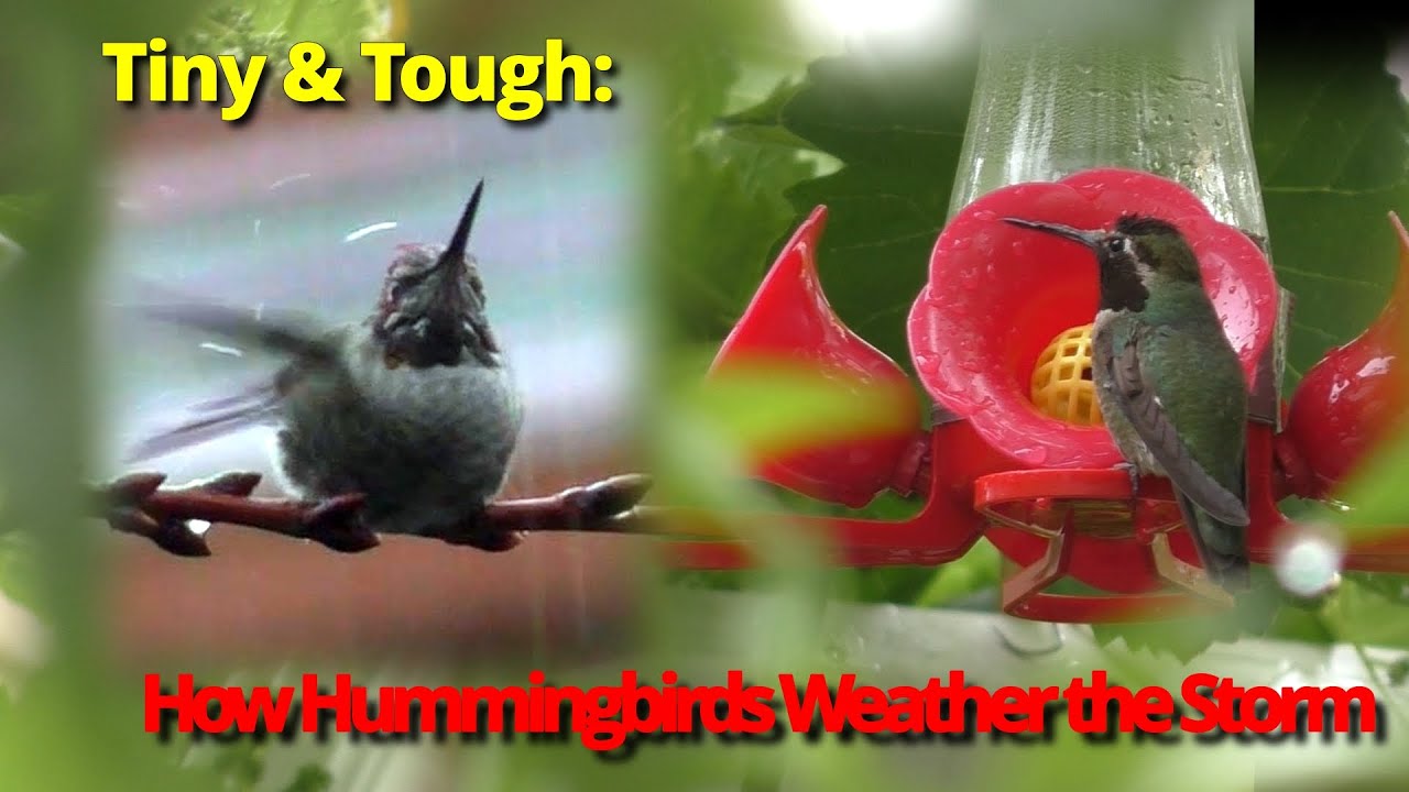 Singing in the Rain: The Ultimate Hummingbird Shower | Ep. 5