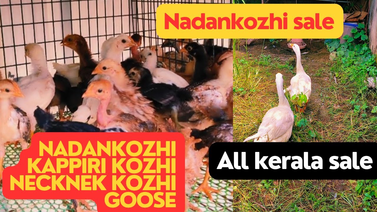 Nadankozhi || അടയിരിക്കുന്ന കോഴികളെ വാങ്ങിക്കാൻ ആഗ്രഹിക്കുന്നവർ ആണോ? All kerala sale