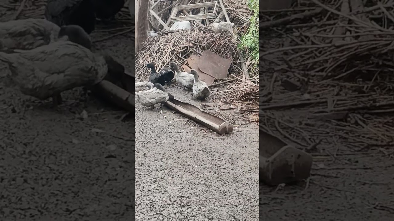 Имронбек индийский бизнес