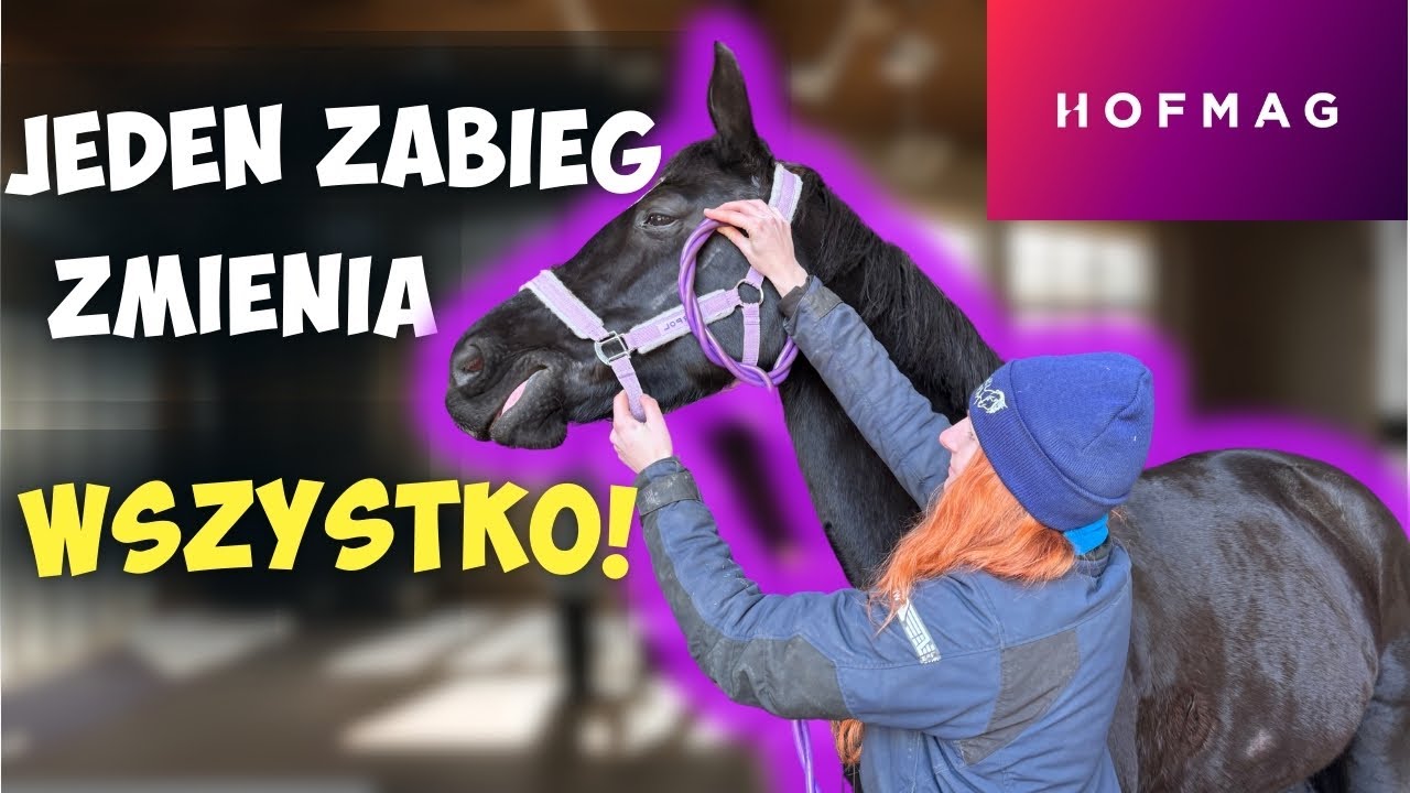 HOFMAG to przyszłość fizjoterapii koni? Wszystko co MUSZISZ wiedzieć o zabiegu 👉🏻 Kompendium wiedzy