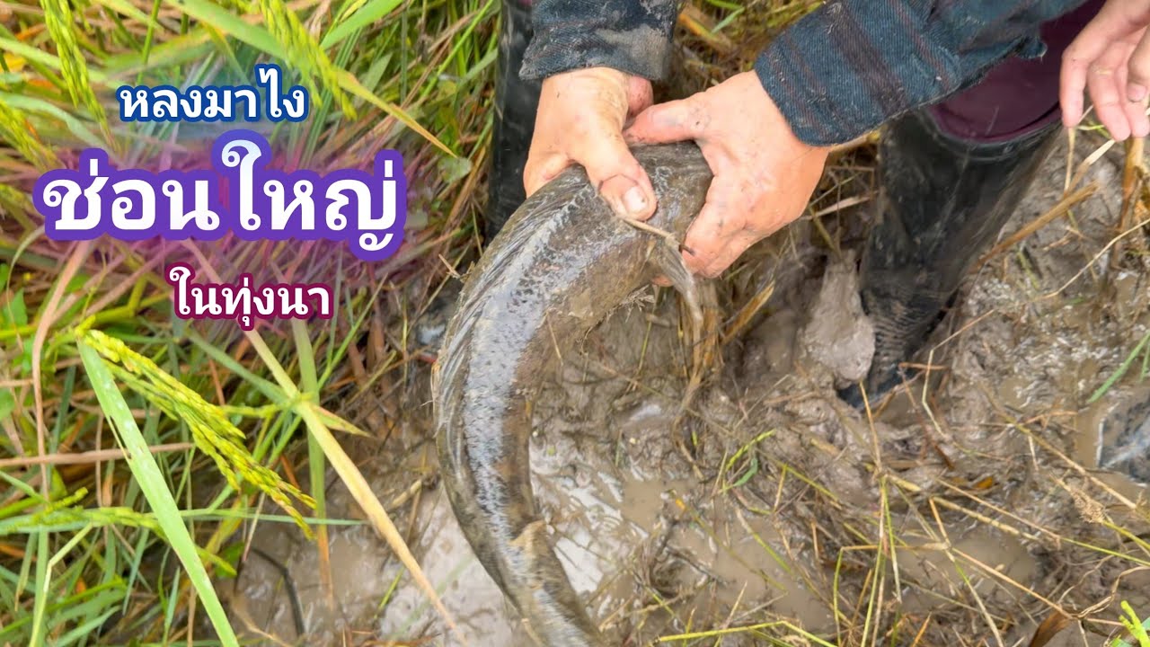 จับปลาข่อน ในนาข้าว เจอเเบบนี้เป็นใครก็ตกใจ ช่อนใหญ่มาได้ไง หมานอีกเเล้ว / บ้านนอก EP.963