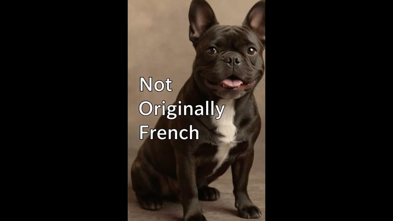 History of French bulldogs