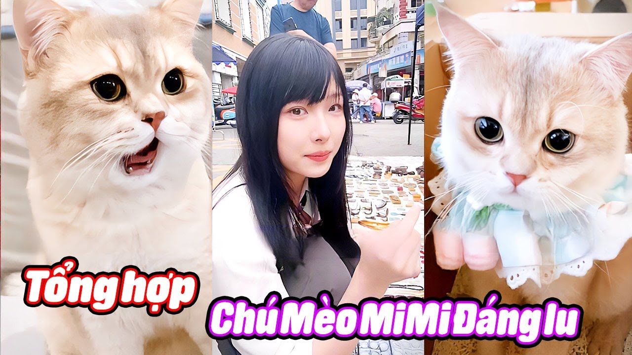 Tổng Hợp Chú Mèo MiMi Dễ Thương P18 #thúcưng #vậtnuôi #chómèohàihước #funny