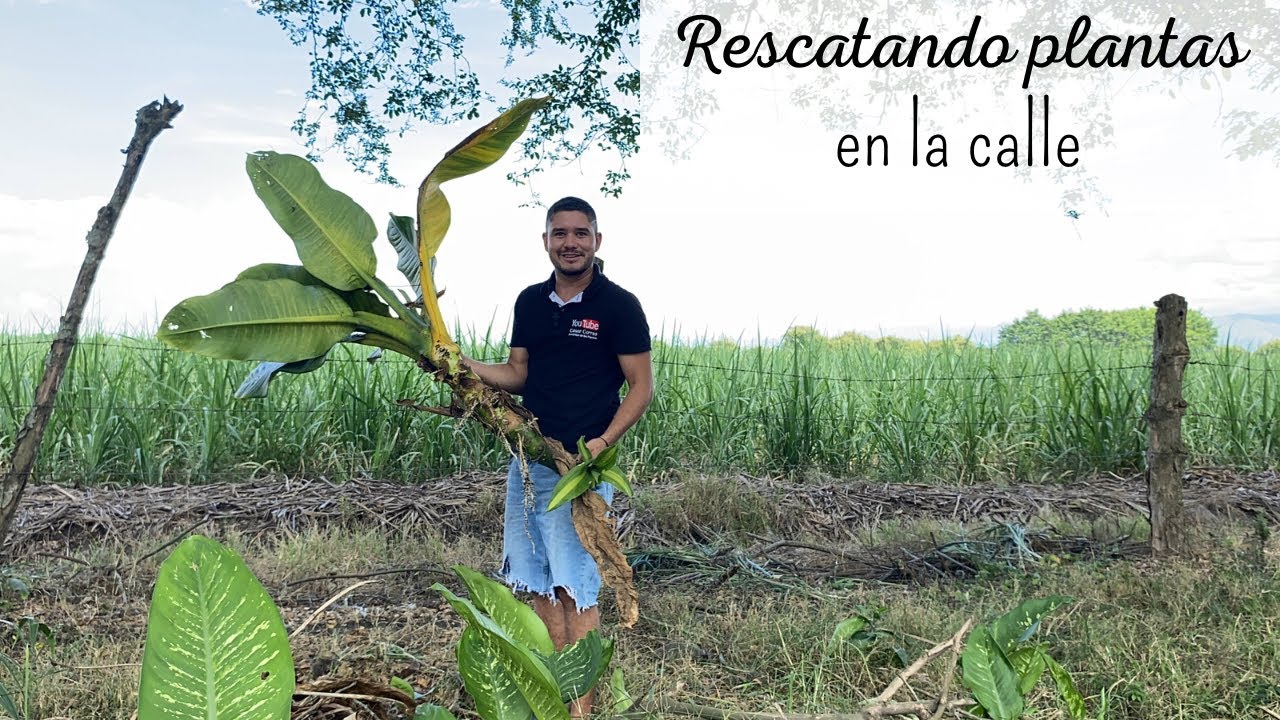 Rescatando PLANTAS  de la calle, te sorprenderás con todo lo que encontré.