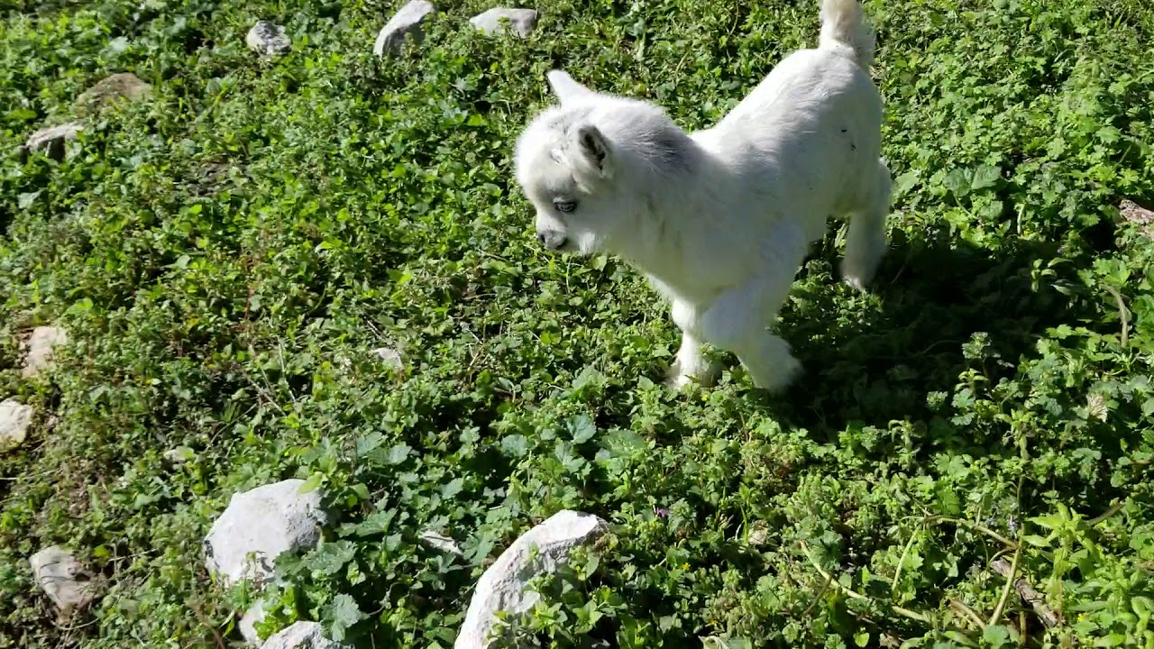 Baby goat sounds