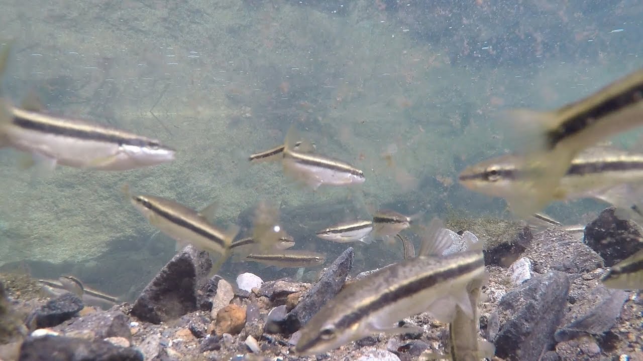 What Lies Beneath...THE TACONY CREEK?! (TTYDSWYSAH) (Jenkintown, PA)