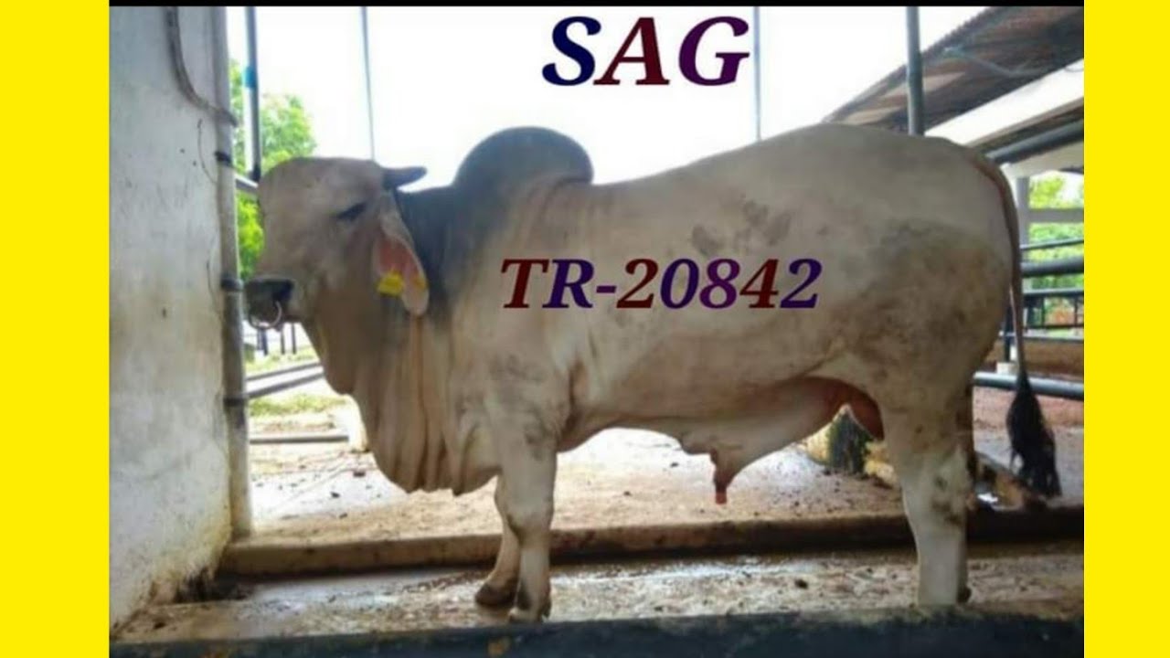 TR-20842 bull detail