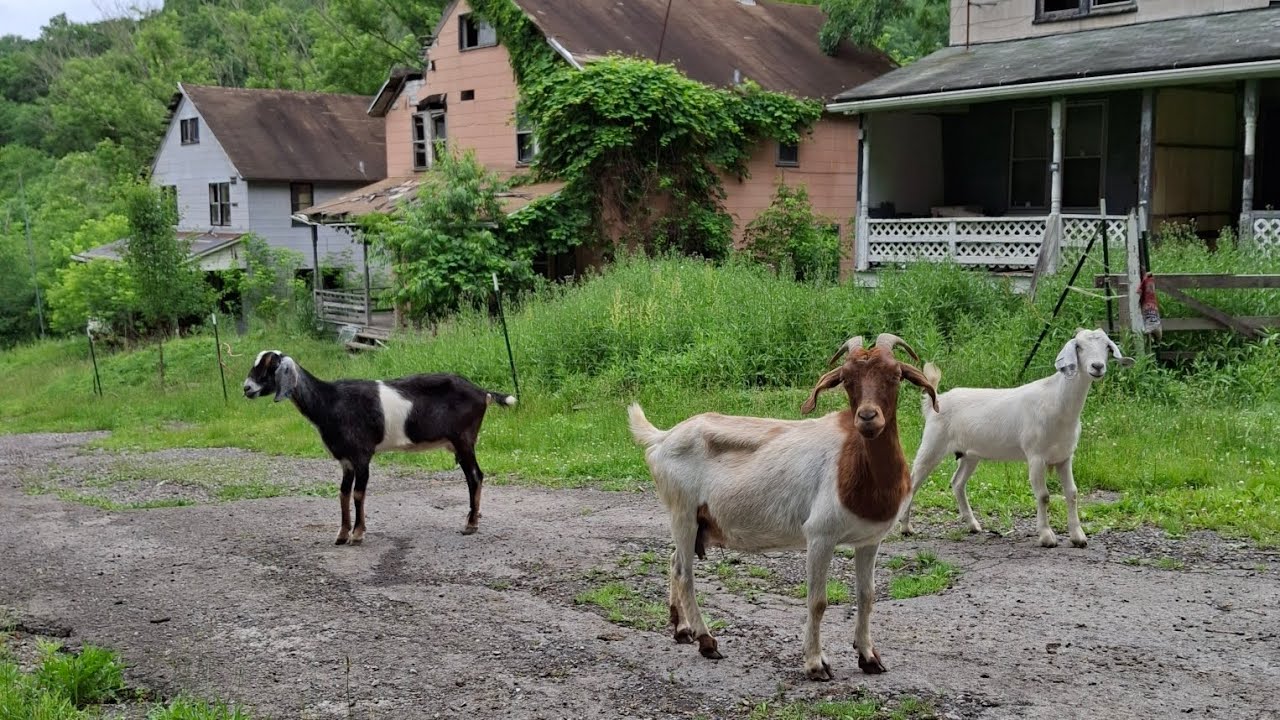 Ghost town in Western Pennsylvania.