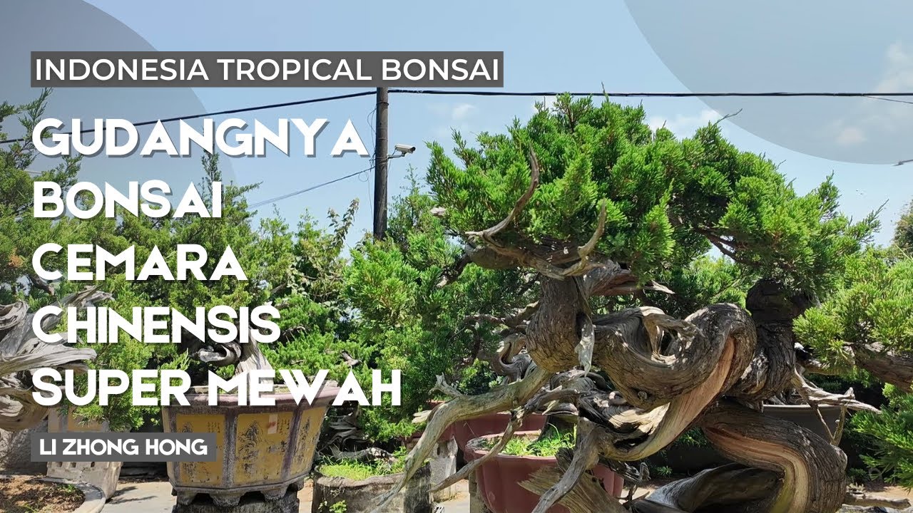 Li Zhong Hong,Masternya bonsai cemara sinensis di Kaoshiong,Taiwan