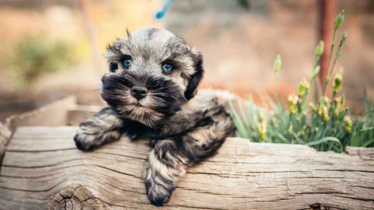 ADORABLE Blue-Eyed Schnauzer Puppy in Training
