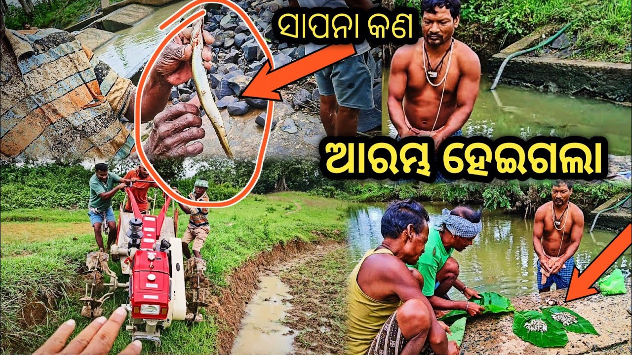 ବିଲ କାଦୁଆ ଚାଲିଛି😔Odia Vlog Video