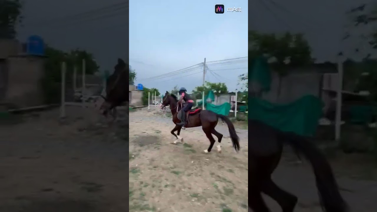 Speed trot
