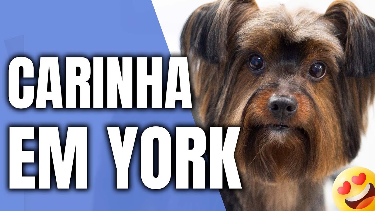 COMO FAZER CARINHA PERFEITA EM YORKSHIRE😍😍