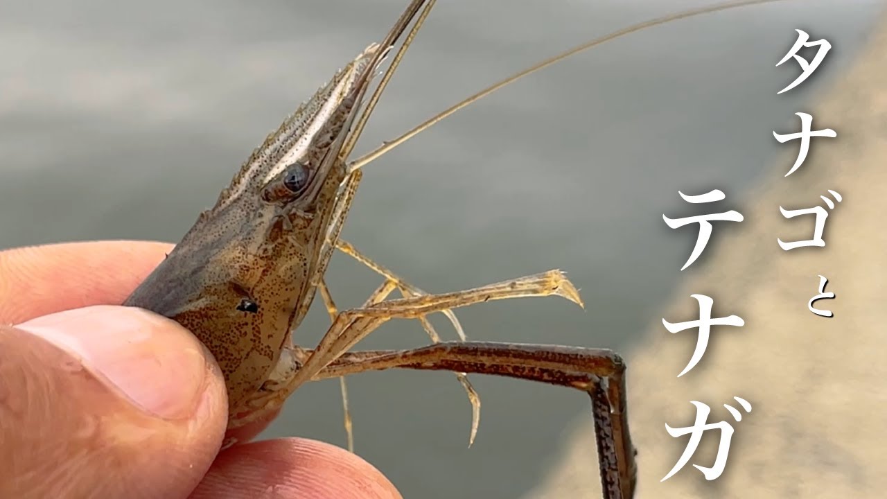 霞ヶ浦本湖でテナガエビ釣り！とホソでタナゴ調査