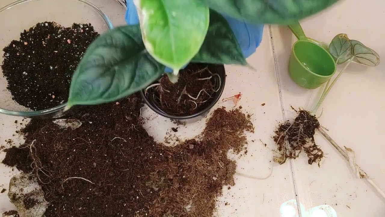 Алоказия Дрегон Скейл (шкура Дракона). Пересадка. Alokasia Dragonscale. Transplanting a plant