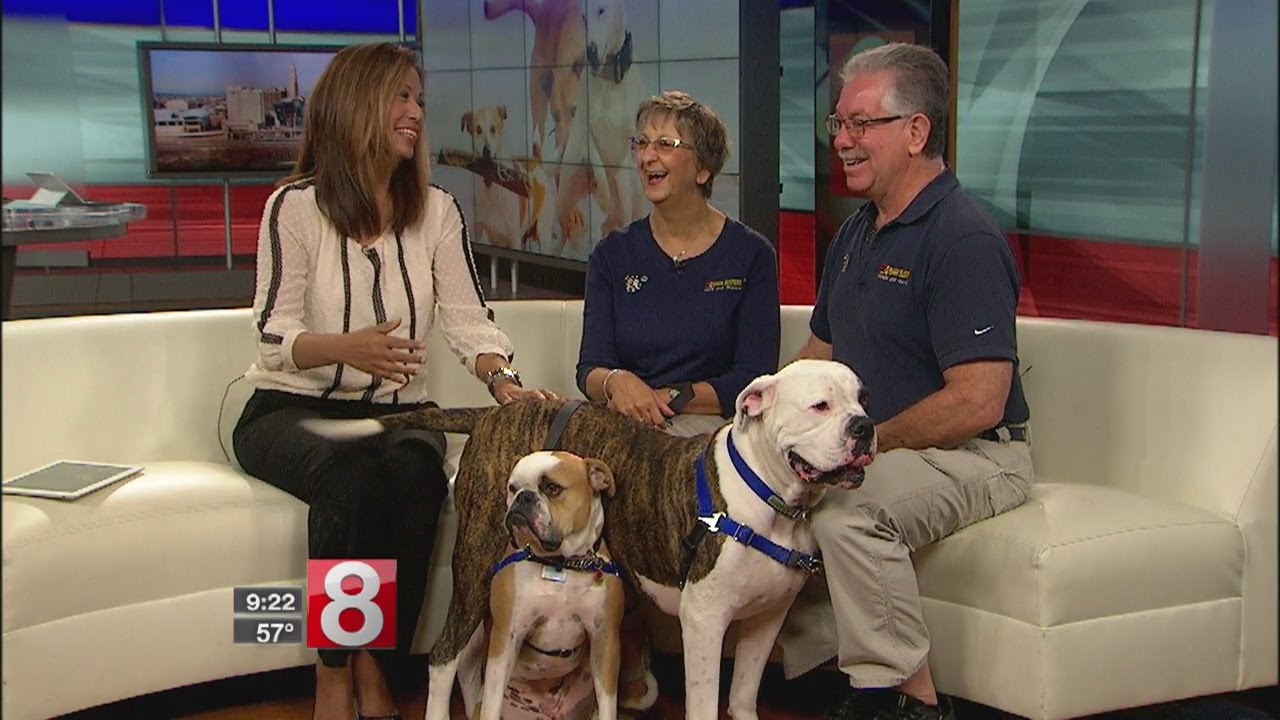 Should you get a second dog?