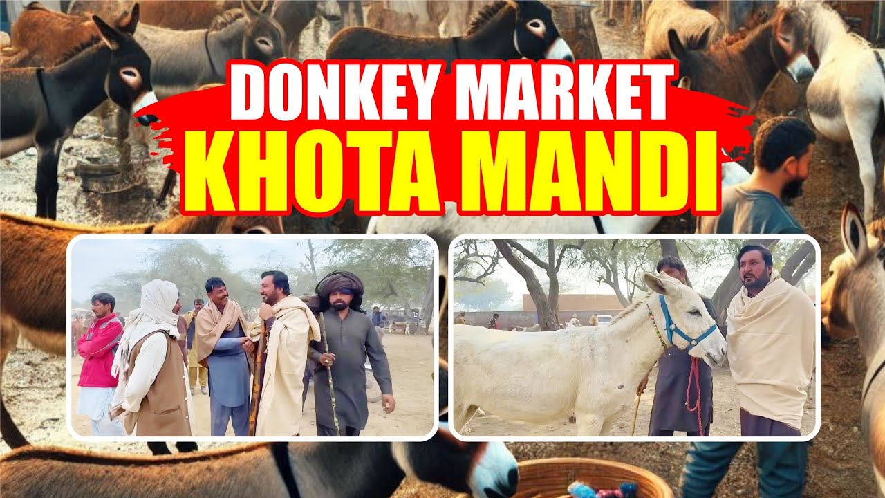 Khota Mandi Tandlianwala Visit Anjum Saroya /Donkey Market