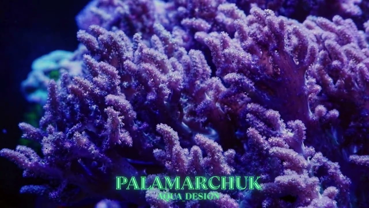 Морський риф від Palanarchuk Aqua Design