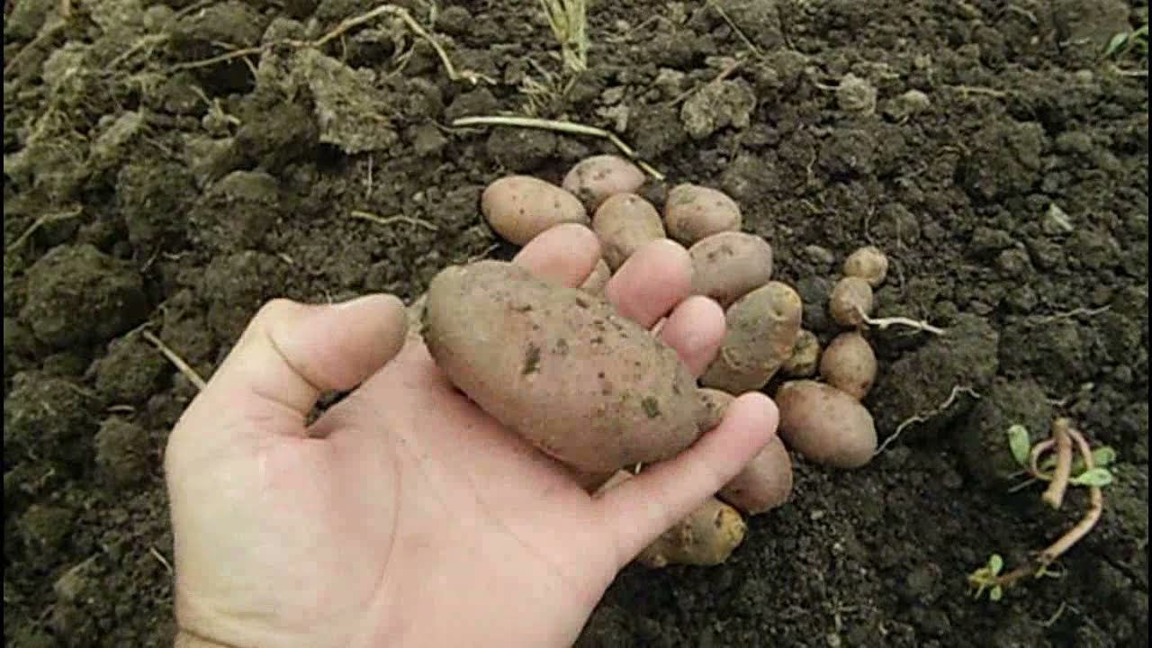 ➤Урожай картофеля 2021г. (Уборка мини клубней)