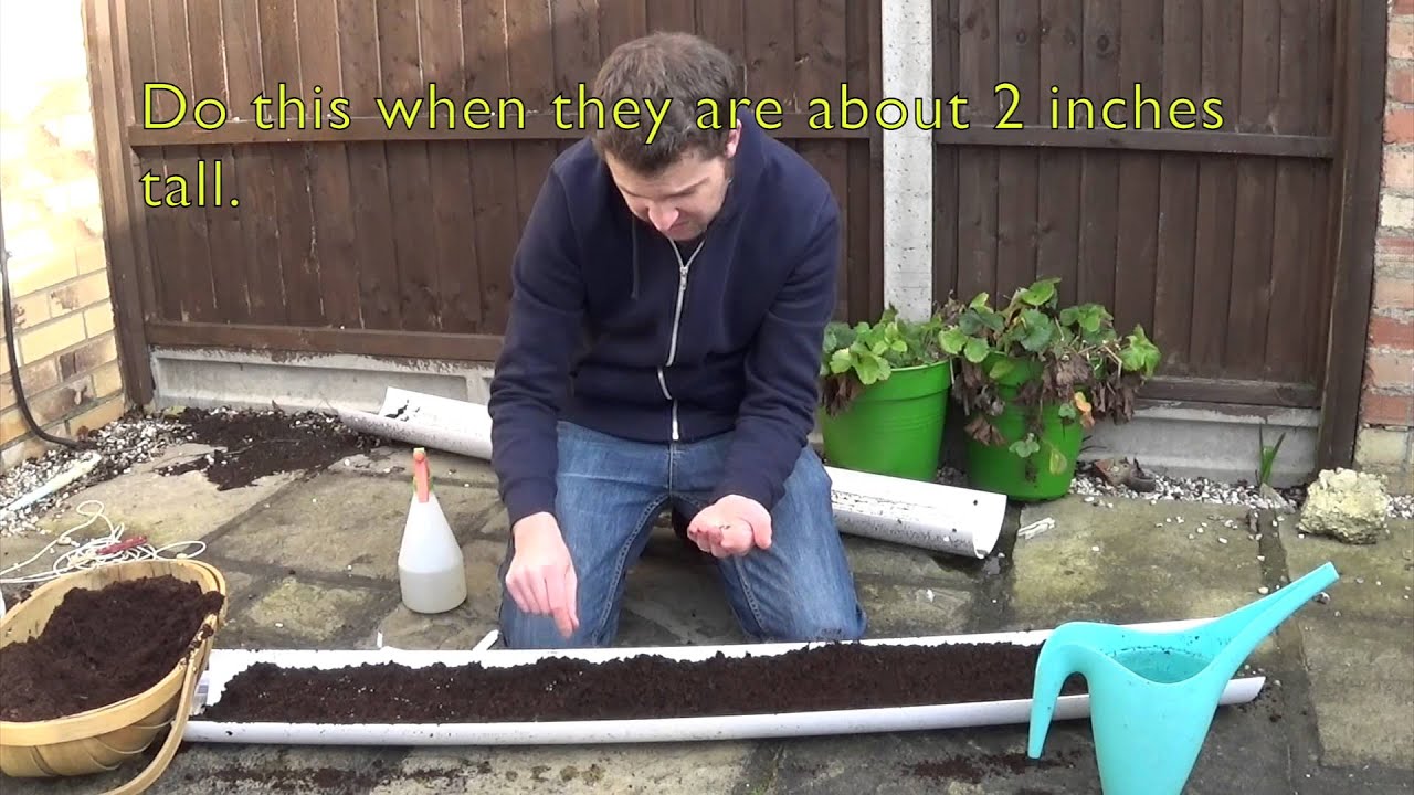 Growing lettuce in guttering