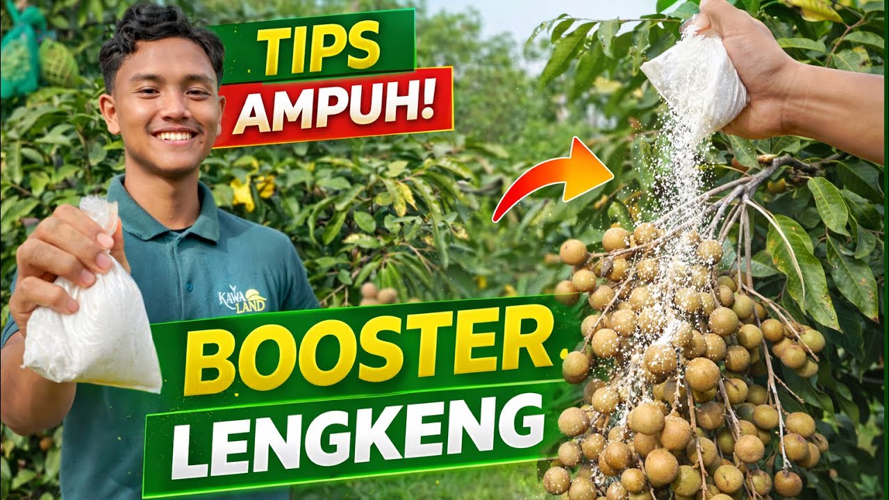 Baru Tanam Kelengkeng? Begini Cara Supaya Cepat Berbuah | Alpukat & Kelengkeng Tanah Laut 