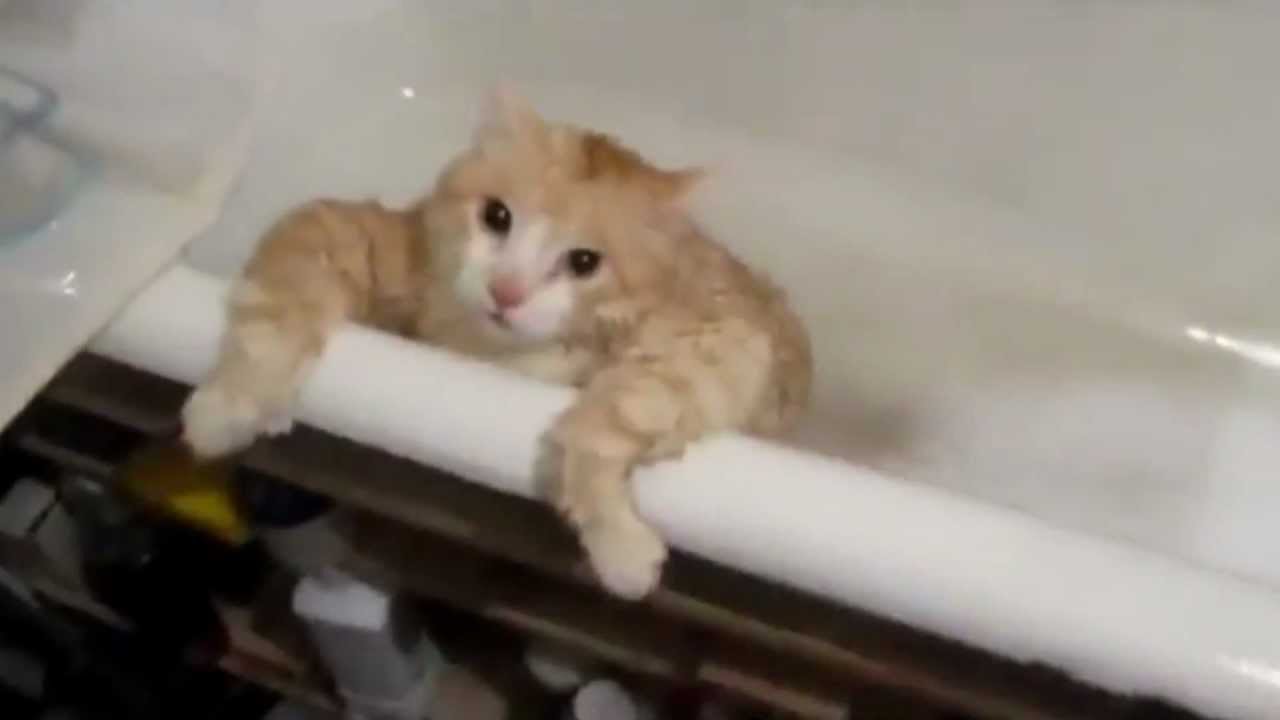 Fat Cat Tries To Escape Bath