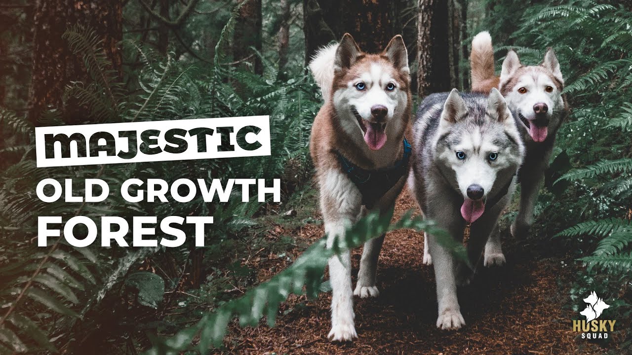 Husky Squad Hiking in the Oregon Wilderness
