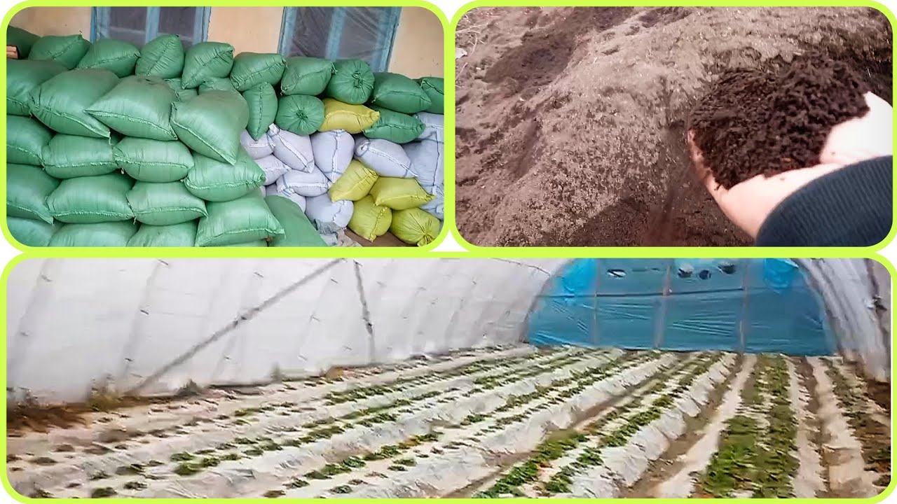 NAMANGAN MINGBULOQDA TAYYOR BIOGUMUS SOTUVDA BOR ALOQA UCHUN +99894 509 22 30
