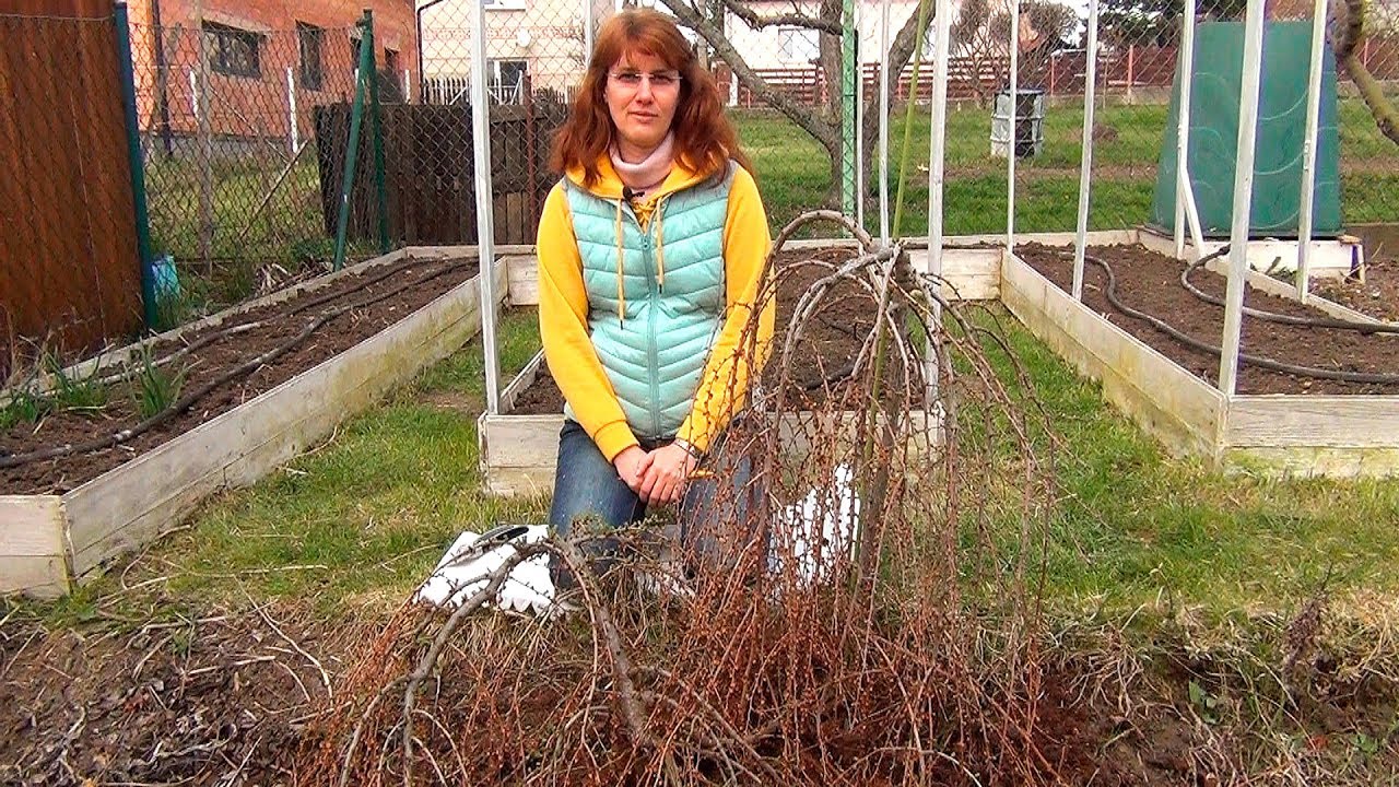 Формирование кроны лиственницы (ч.2).