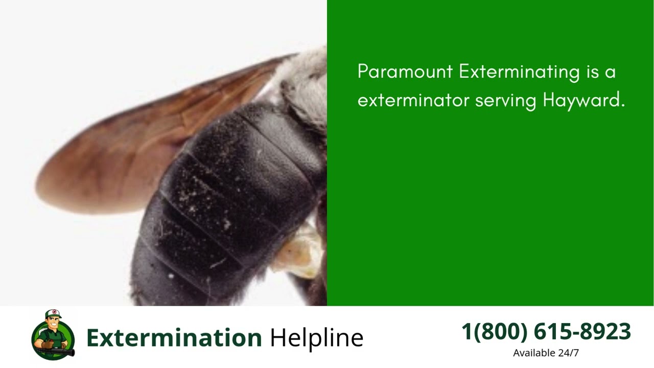 Top 3 Exterminators in Hayward