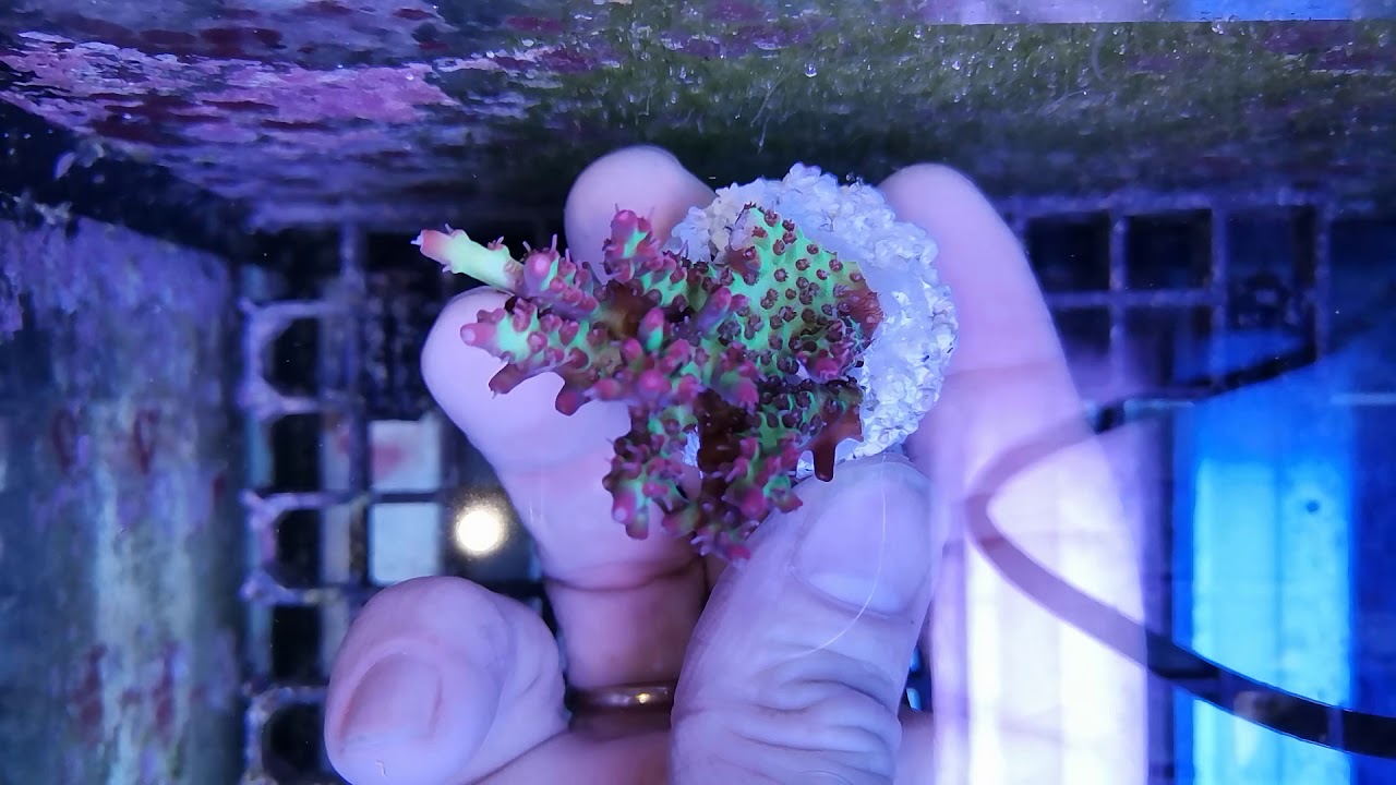 Acropora Microclados strawberry shortcake-10 coral gandalf