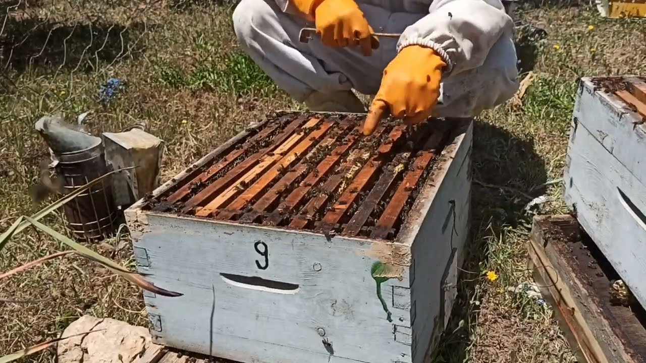 التوسع العمودي مع وتيرة بناء الشمع