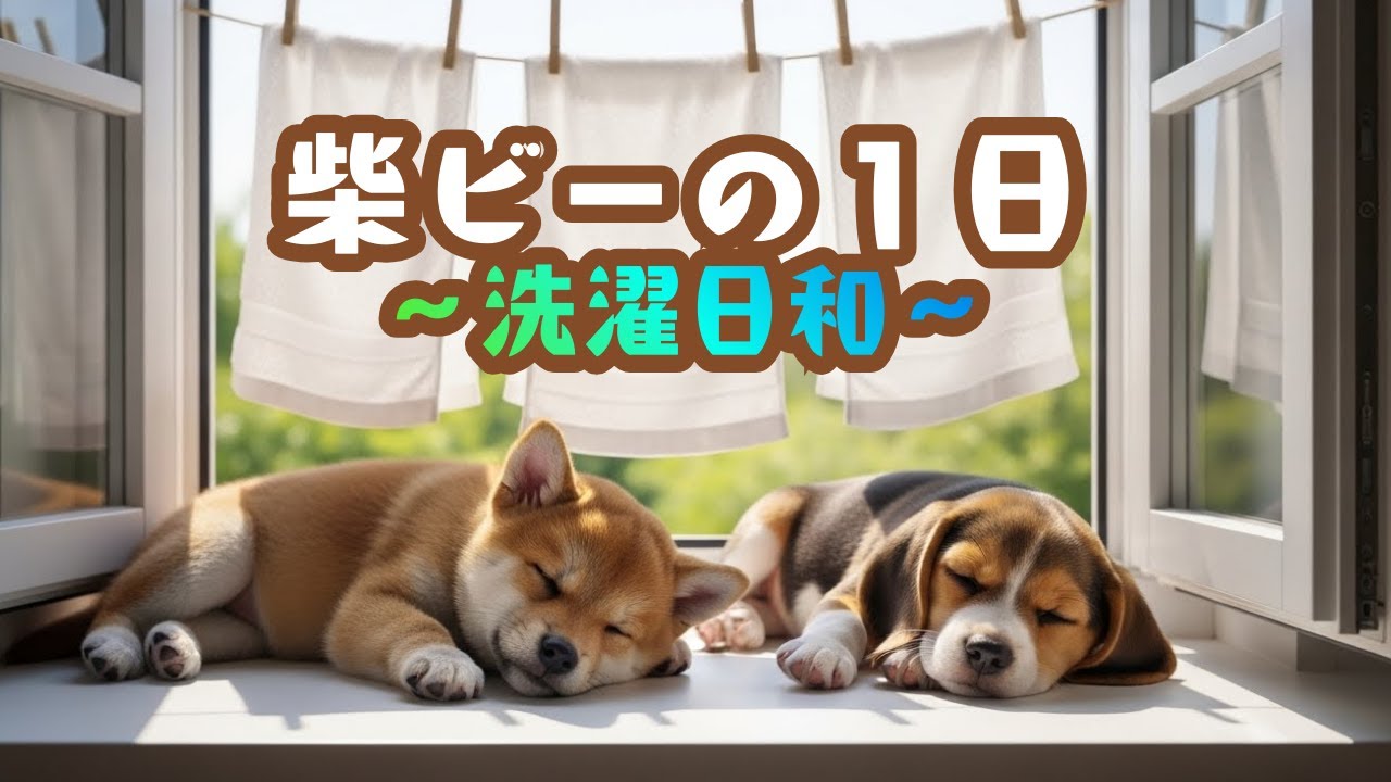 【vlog】柴ビーの１日③～🧺洗濯日和なのに…夢階段大爆走🌈！？～#子犬ai #ビーグル #柴犬