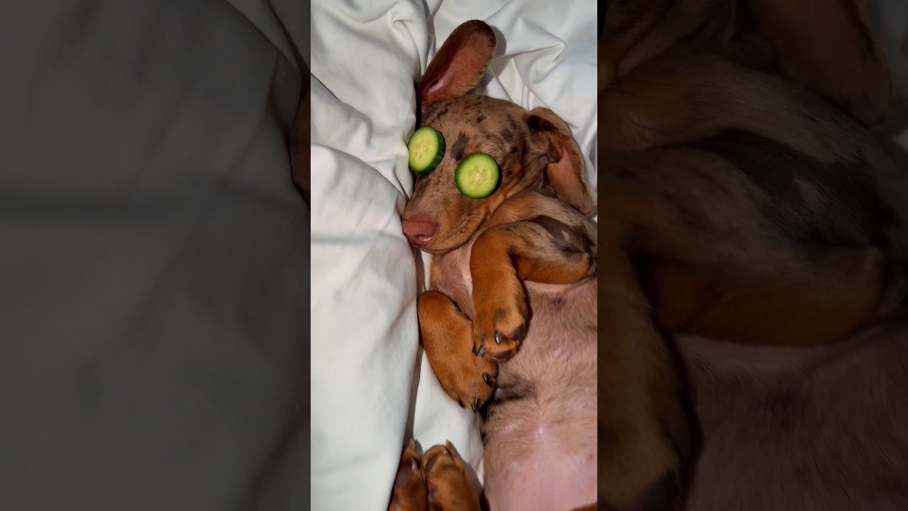 A Dachshund Spa Day! 🧼🐶 #puppy #dog #dachshund #spa #bath