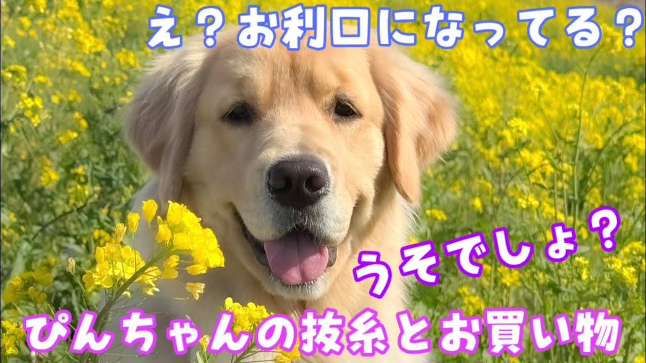 【ぴんこ】抜糸帰りにお買い物したらまさかのお利口さん