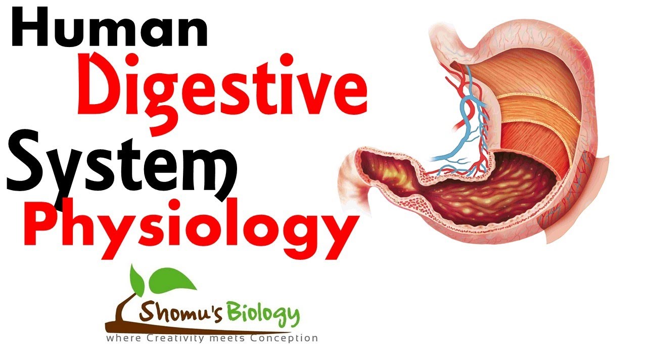 Human digestive system physiology