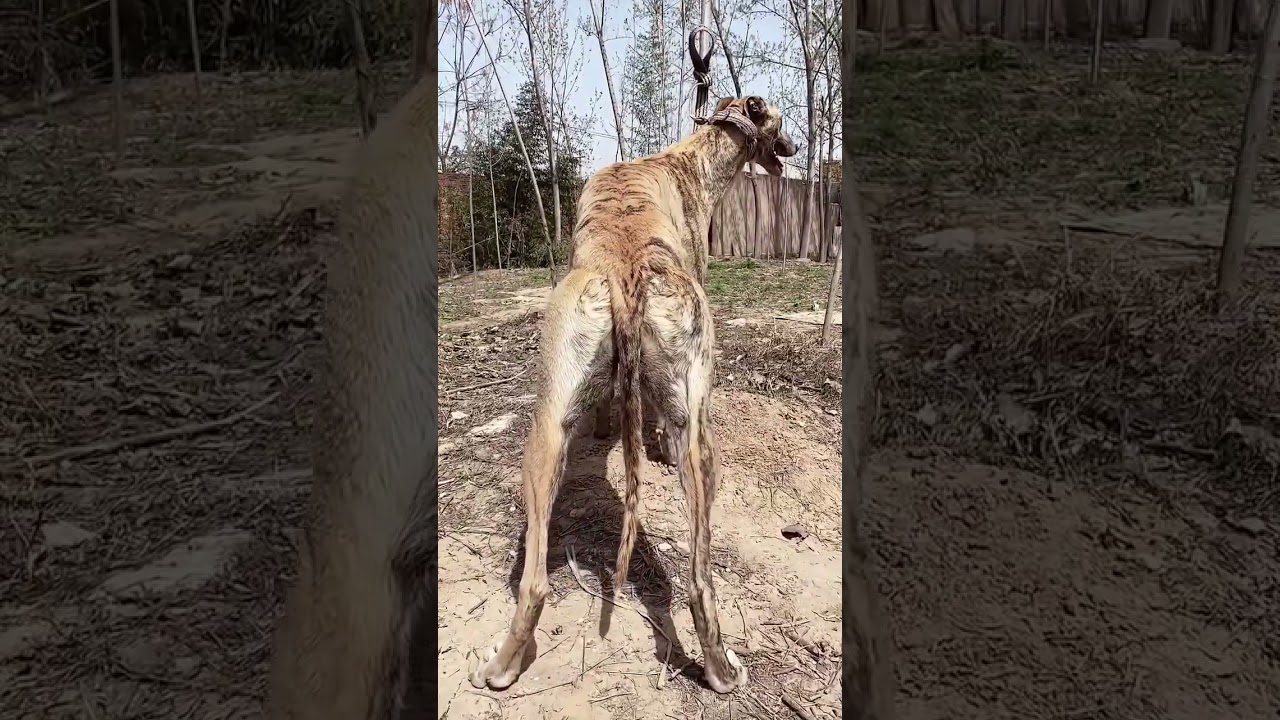 Latent power in a stylish appearance 🐶💪✨#Greyhound #power #agility #energy #elegance #hardness