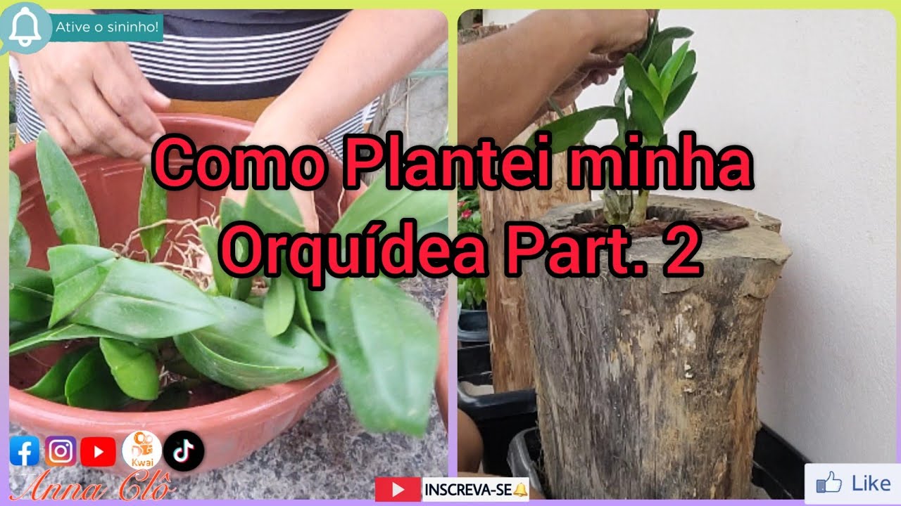 Como Plantei minha orquídea Part.2