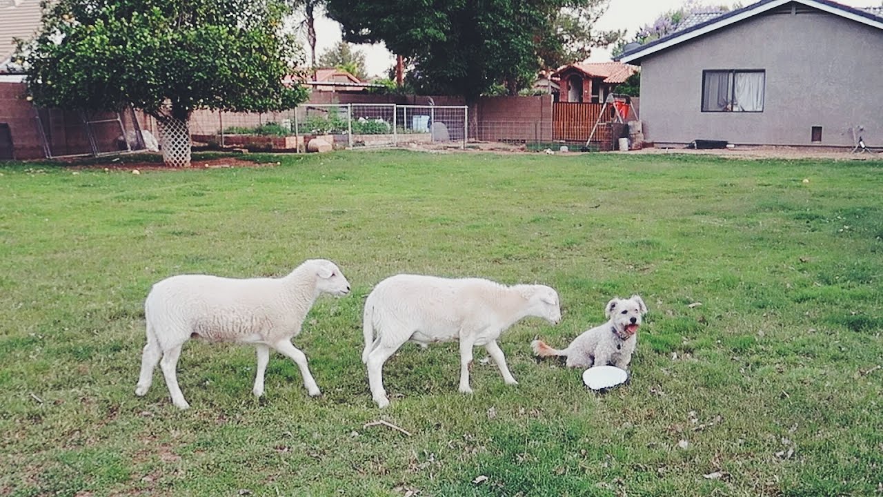 Family dog turned into a HERDING DOG?