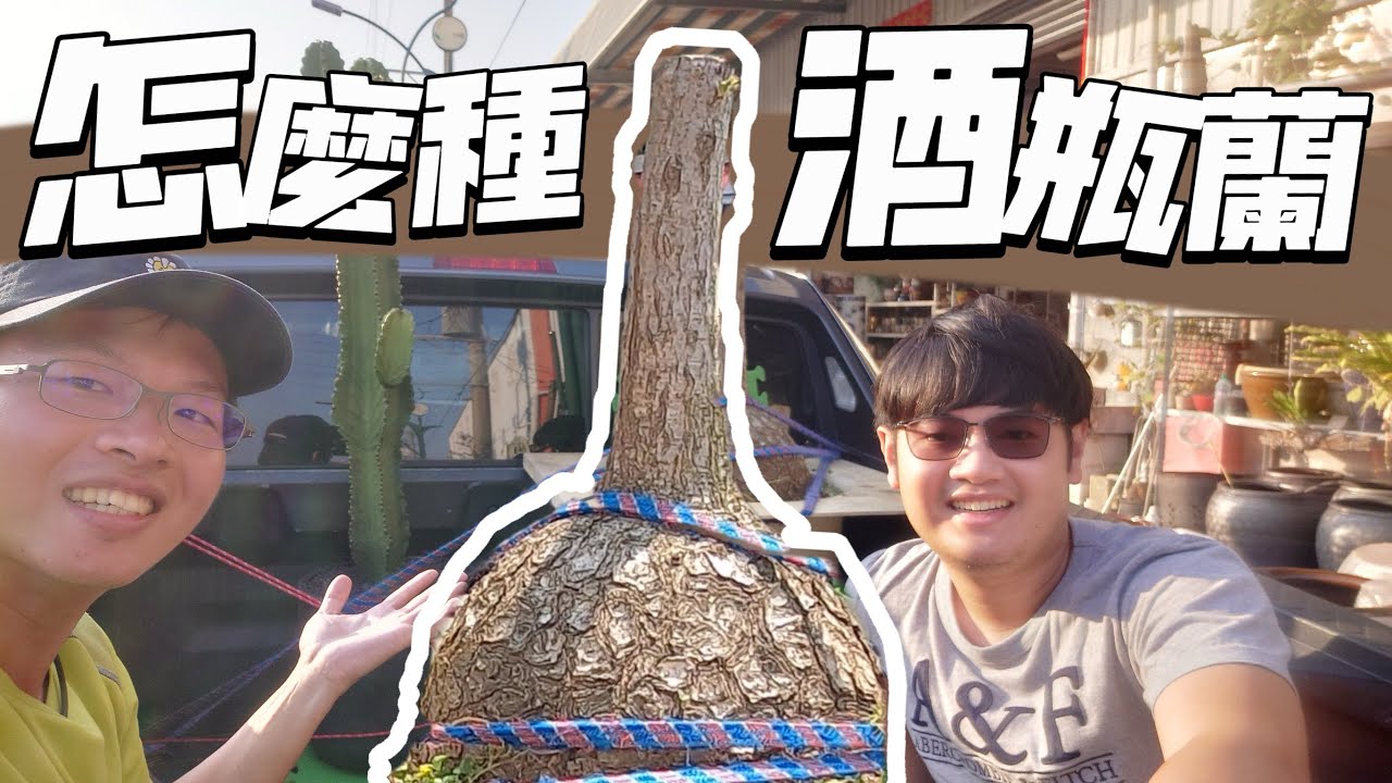 酒瓶蘭之後要怎麼種｜要不要砍頭｜大家有什麼建議嗎