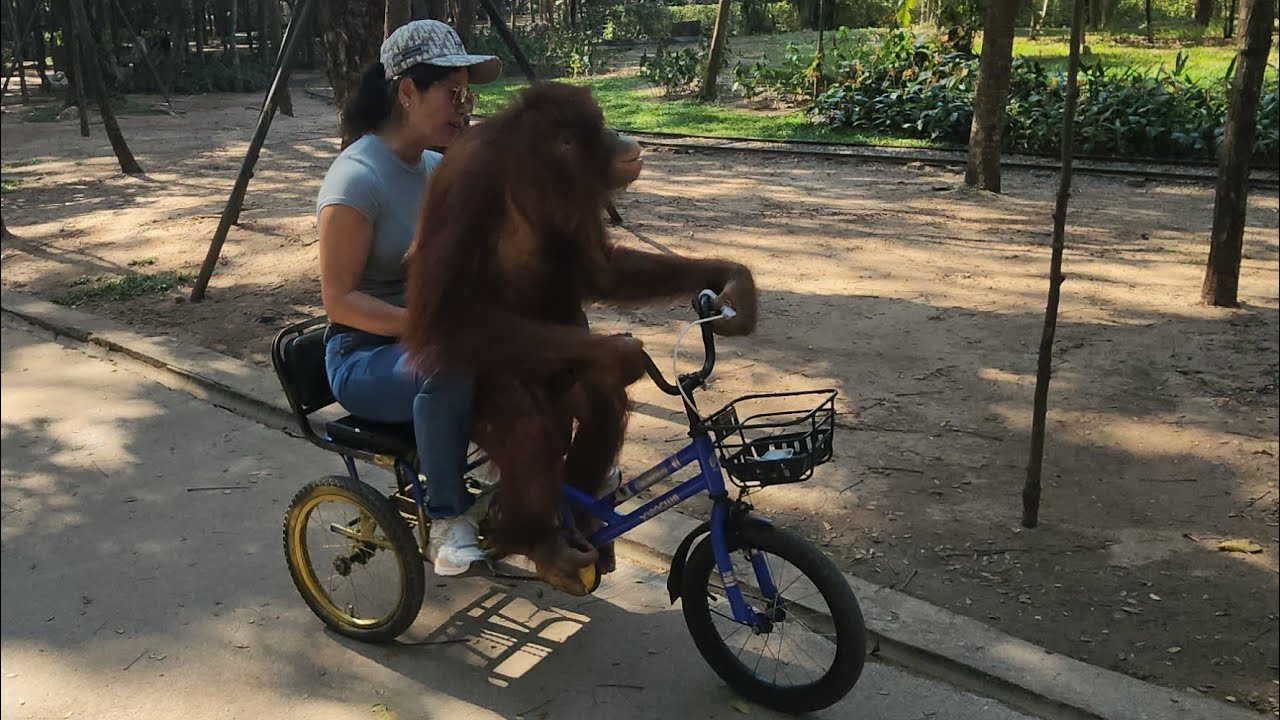 ស្វាជិះកង់ឌុបដើរលេង | Riding a bicycle with a Orangutan