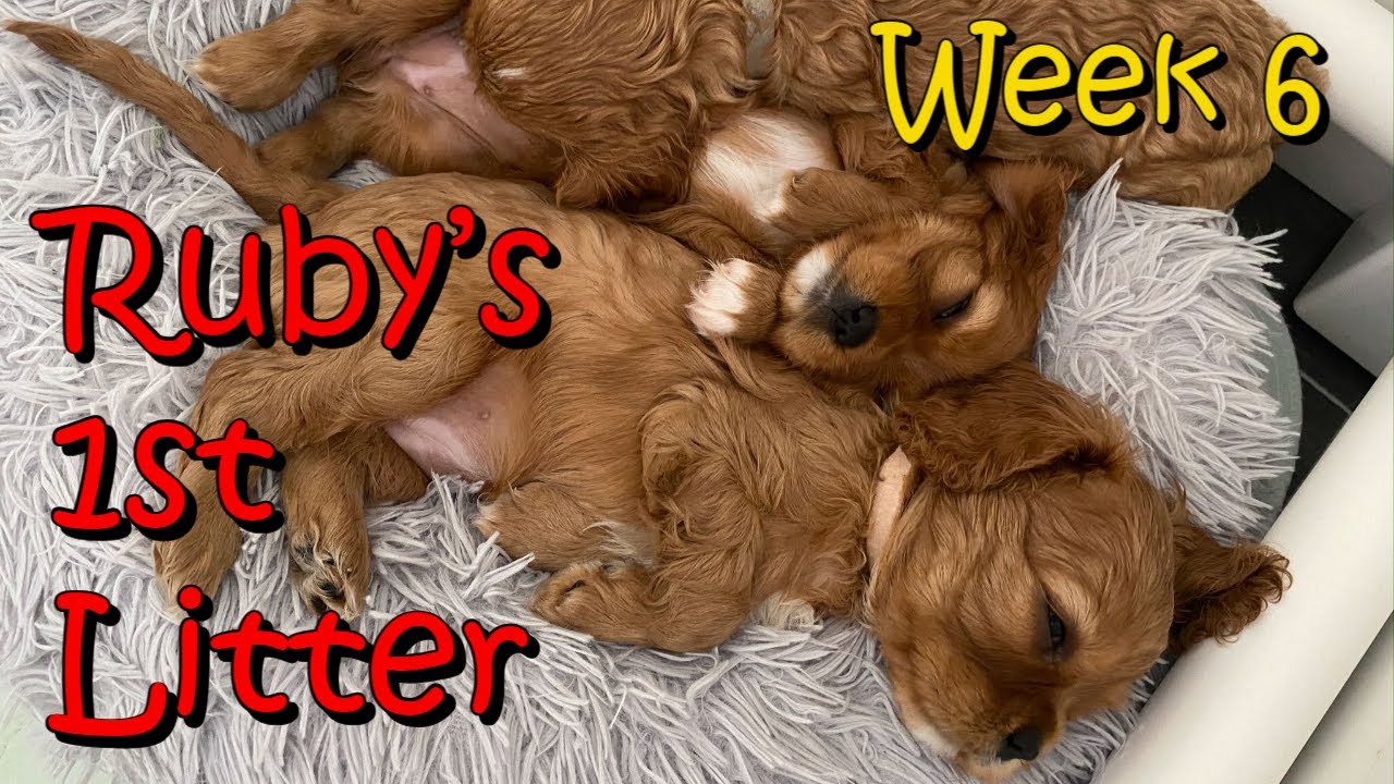 Ruby's 1st Litter New Born Puppies Journey Week 6 CKCS