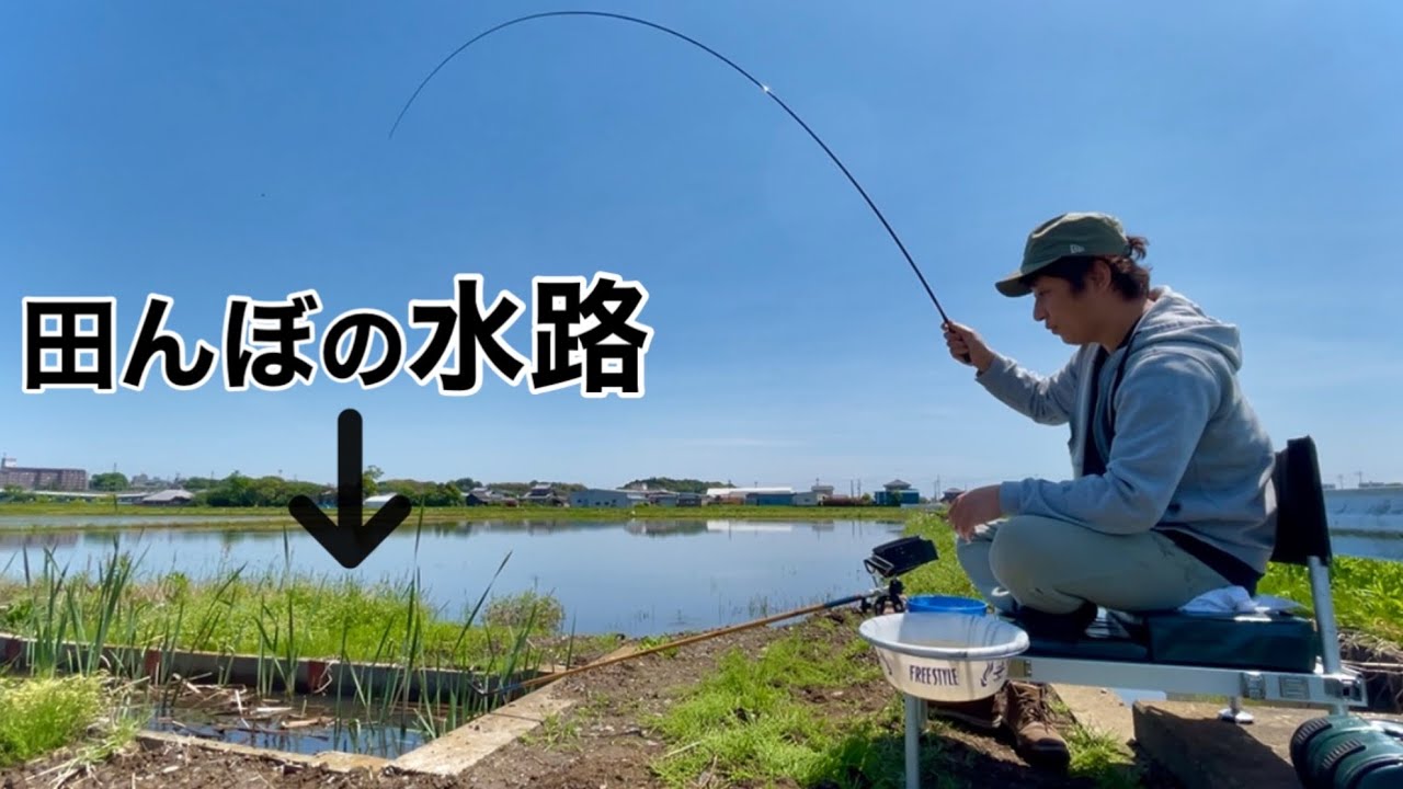 田んぼの用水路でへらぶな釣りしたら予想外に釣れすぎた！