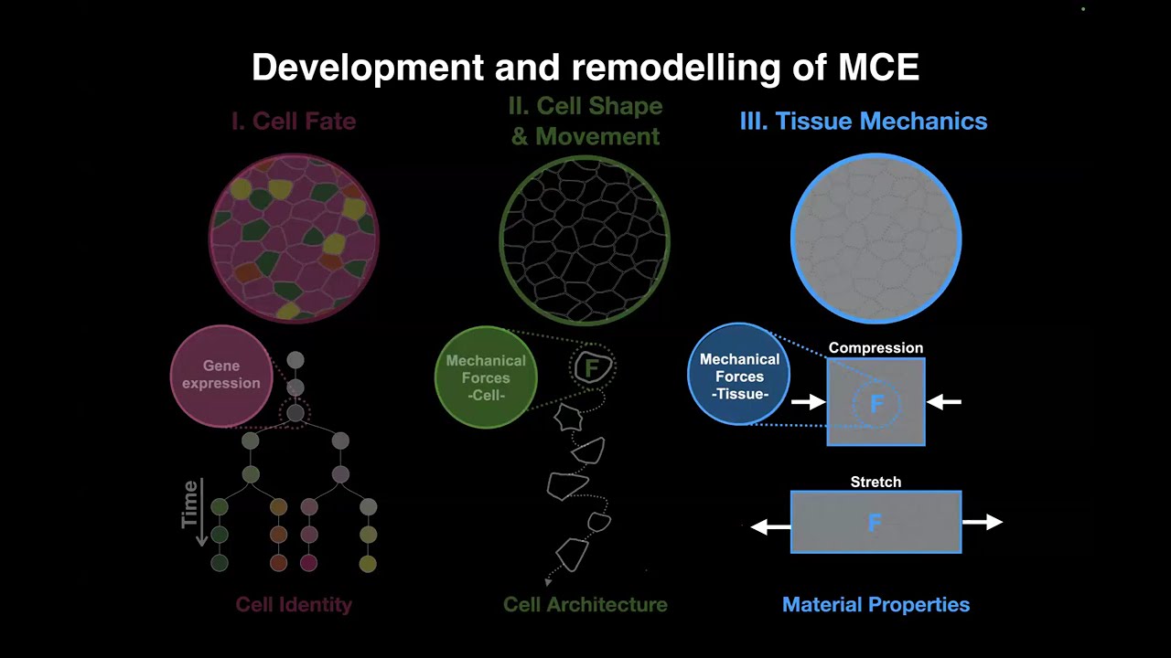 Jakub Sedzinski- Mechanics of Basal Body Patterning During Multiciliated Cell Morphogenesis