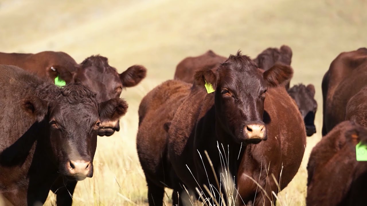 Landbouweekliks: Besondere vleiseienskappe maak Sussex uniek