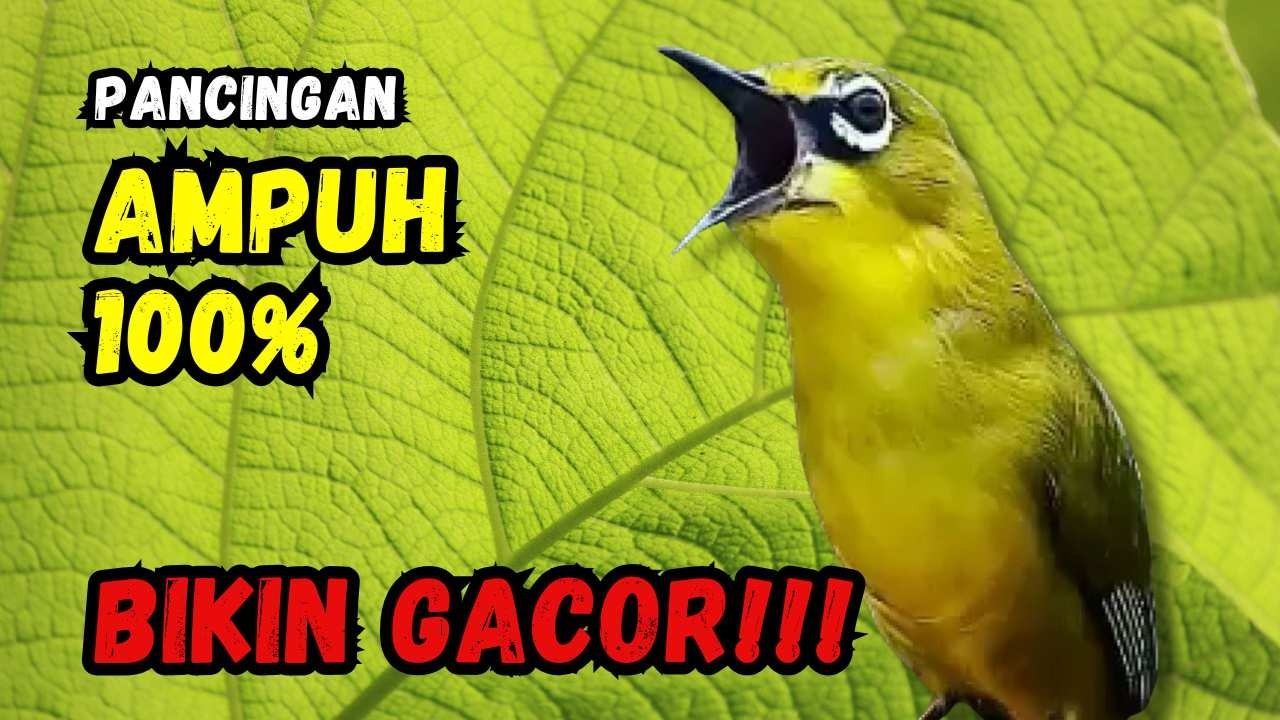 Hitungan Detik Pleci Jenis Papun Ikut Bunyi, Pancingan Ampuh Bikin Pleci Gacor