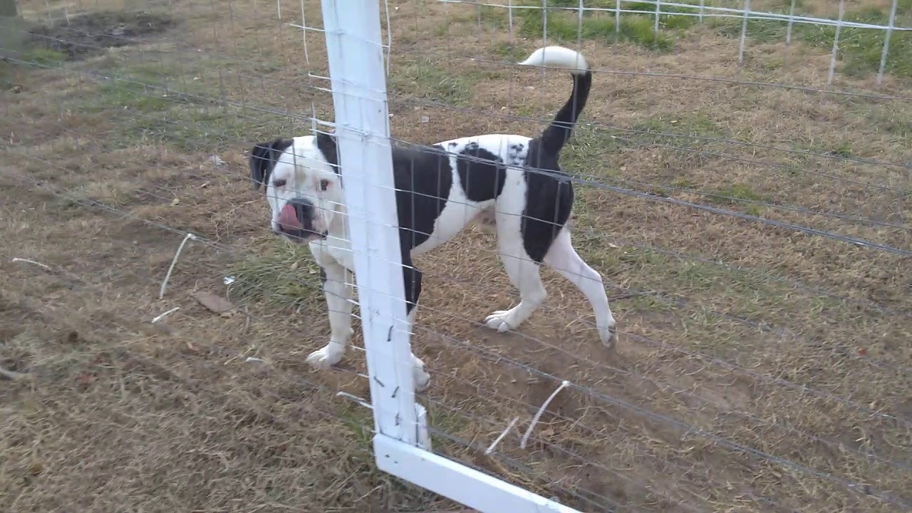 SPARTAN 100% Johnson Bloodline American Bulldog