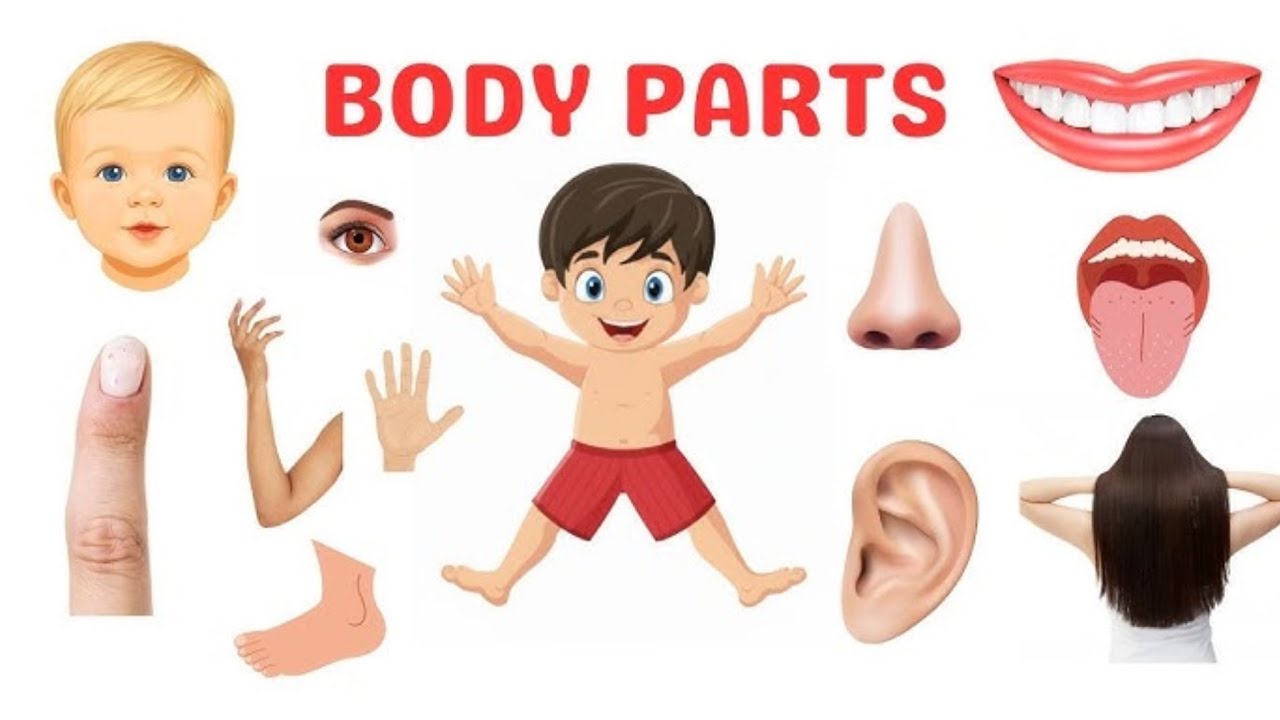 Body parts name | Learn Body Parts in English | शरीर के अंगो के नाम | Body partsong | Kids abc & 123