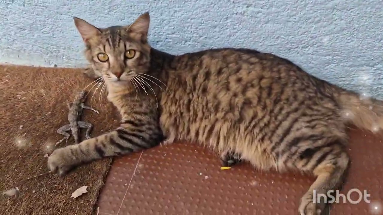 The Hunter Who Lost His Greatest Treasure
